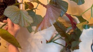 Бегония Крылья ангелов или коралловая🎉🌺🎊