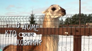 АМЕРИКАНСКИЕ АЛЬПАКА ИЗМЕНИЛИ ЖИЗНЬ ЧЕЛОВЕКА