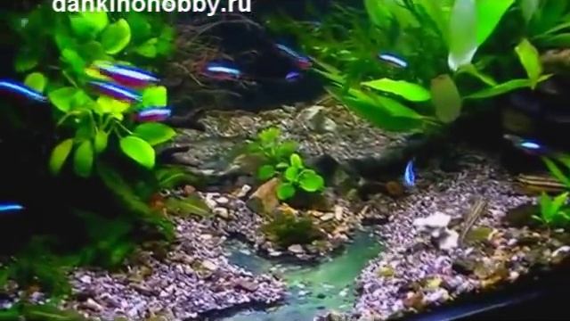 Неон. Neon. Уход, виды и размножение.