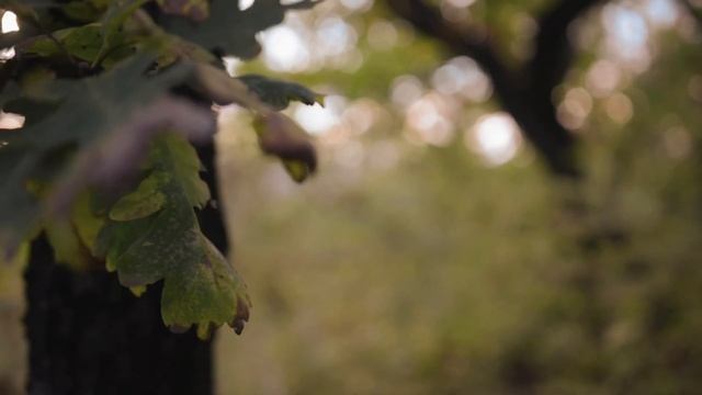 Ты - целитель и маг (автор @AnnaEgoyan) смотреть онлайн