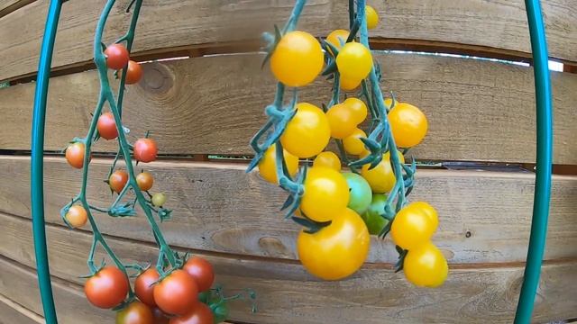 Помидоры. Лето 2022. Обзор гроздевых томатов1 серия. смотреть онлайн