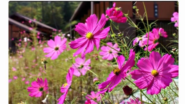 На солнцепёке  садовые растения которые выдержат зной