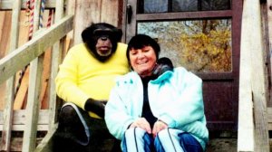 Что будет, если завести дома 100-килограммового шимпанзе