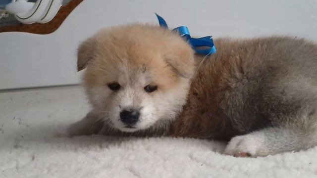 Акита-Ину щенок смотреть онлайн