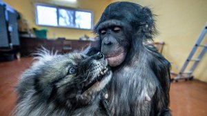 ОБЯЗАТЕЛЬНО ПОСМОТРИ! Невероятная дружба шимпанзе и собаки