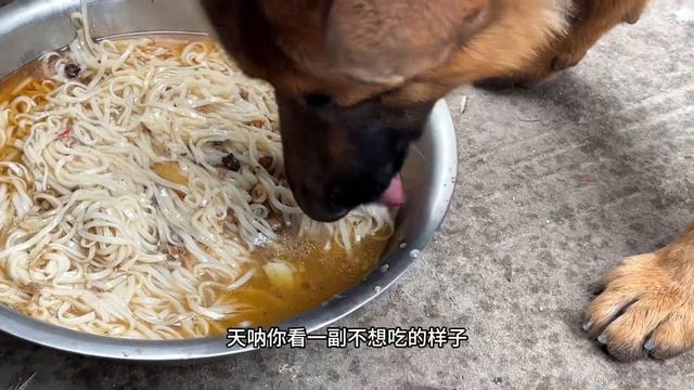 老公的爱犬最近没肉肉吃了，煮面也被嫌弃。气的拿自己媳妇出气！ смотреть онлайн