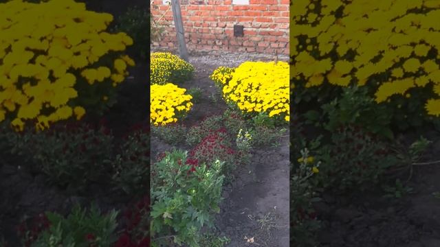 хризантема шаровидная☆ смотреть онлайн