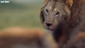 Гиены окружили Льва ! Чем может закончится схватка между Львом и стаей Гиен ?