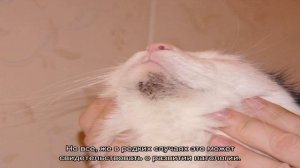 Черные точки на подбородке у кошки: что это такое и как лечить