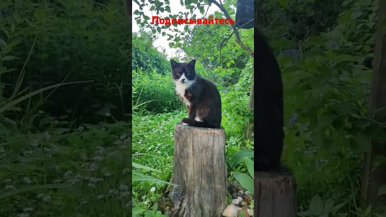 Белая лапка и тот самый пенëк.... смотреть онлайн