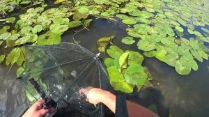 Как Поймать Раков на РАКОЛОВКУ! Быстрый способ как поймать раков. Ловля раков летом на раколовку!