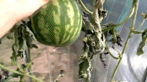 Арбуз Алый сладкий . Урожай . Север Бурятии.