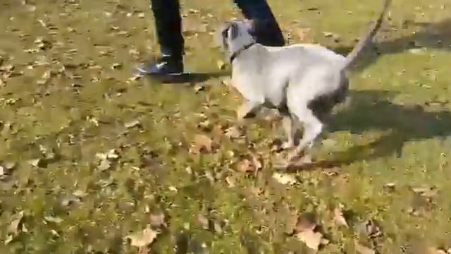 thai ridgeback blue male puppy.Mythaidog Kennel FCI смотреть онлайн