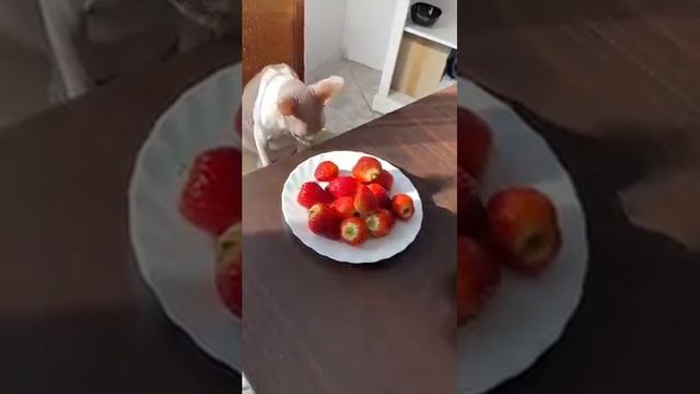 Кота на ягоды потянуло)))