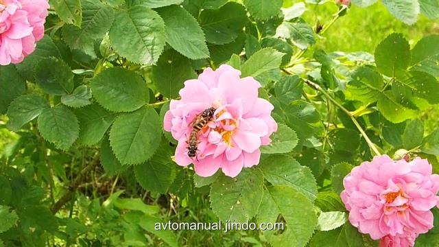 Обзор фотоаппарата Fujifilm Finepix S9800: тест зума. Zoom test. смотреть онлайн