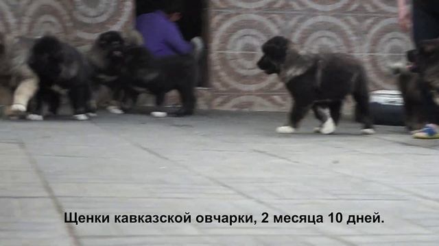 Питомник Кавказских овчарок, продажа щенков. www.r-risk.ru +7 926 220 5603 Ягодкина Татьяна смотреть онлайн