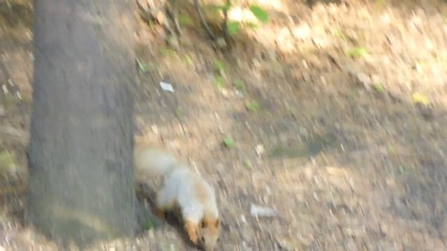 белочки в зоопарке смотреть онлайн