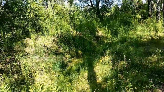 1368, 12.07.2021, Орёл, от улицы Цветаева через Наугорский лесопарк и балку Сухой Никулич, падение смотреть онлайн