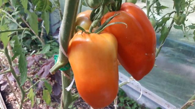 Томат Корнабель порадовал вкусом и урожаем! Сорта томатов.ТопСад смотреть онлайн