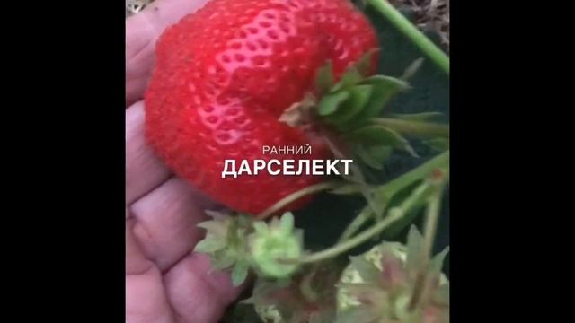 Клубника ранних сортов Лия и Дарселект. смотреть онлайн
