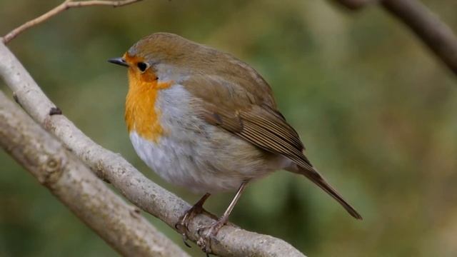 European Robin (Erithacus Rubecula) / Rotkehlchen [09]