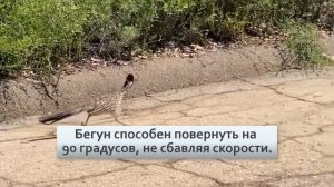 Дорожный бегун Быстрый, дерзкий, как пуля резкий