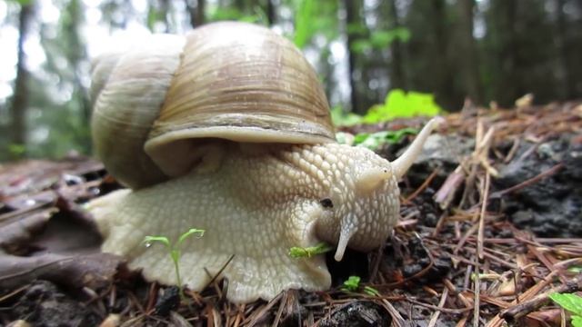 Canon IXUS 285 HS (PowerShot ELPH 360 HS) Review & Samples смотреть онлайн