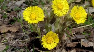 Мать-и-мачеха (Tussilago farfara) цветёт. 1 мая 2013 г.