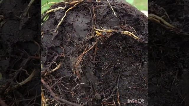 Карликовая груша 322. Посадка в мае. смотреть онлайн