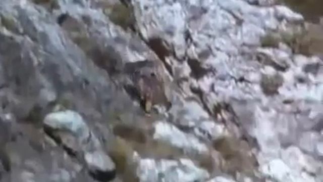 Охота с беркутом на лису смотреть онлайн