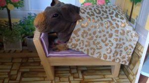 Морская свинка. Колыбельная для морской свинки