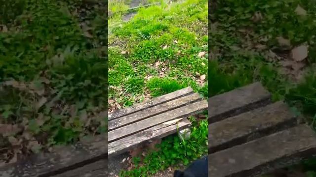 Дворовые собаки, какие они?(«Жизнь бездомных собак»?). Продолжение следует. смотреть онлайн