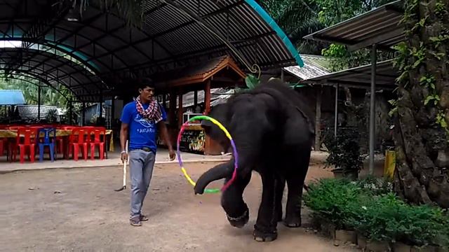 Слоник зажигает. Таиланд: Пхукет. смотреть онлайн