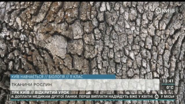 ВідкритийУрок2020 Біологія для 11 класів. 31.03.2020