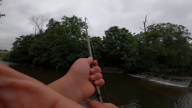 Rare Catch: New Species to Add to the List смотреть онлайн