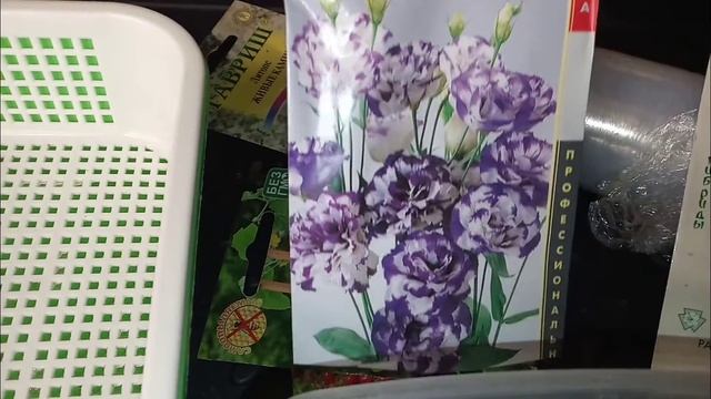 Пора сеять эустому. Пересадила спатифиллум (женское счастье). смотреть онлайн