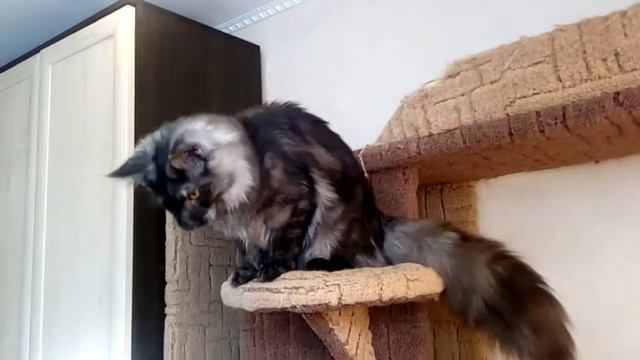 Кот Мейн Кун Катерий, 7 месяцев. смотреть онлайн