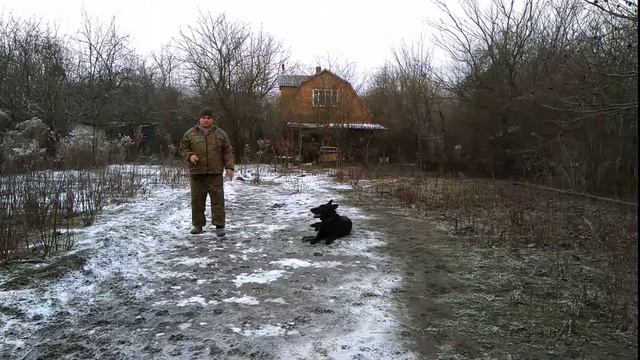 НЕО 7мес Зиггер дрессировка! смотреть онлайн