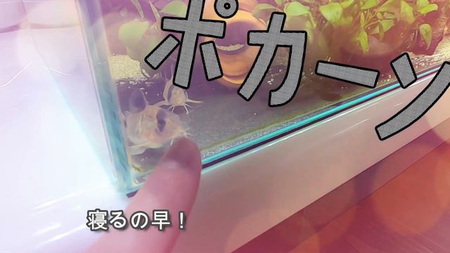 【Corydoras】種別不明、助けて！自然繁殖で生まれたハイブリッドコリドラスを自宅の水槽内で発見！【異種交配】
