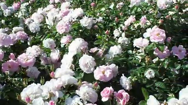 Rose Kimberlina.mov