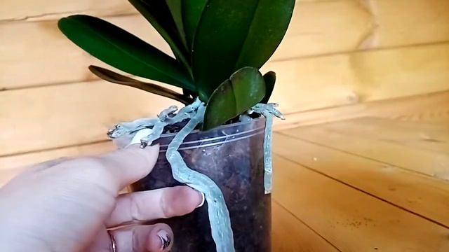 Новая орхидея, Perfect Peach, она просто ? смотреть онлайн