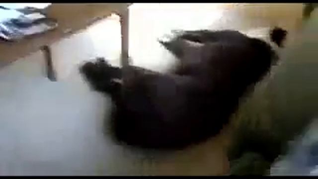 Самый ленивый пес в мире )) смотреть онлайн