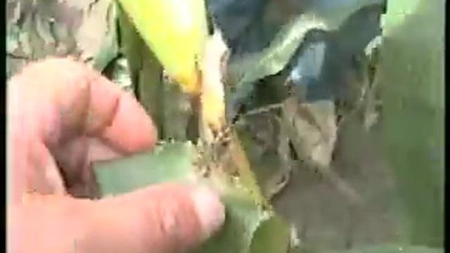 Масове пошкодження кукурудзи стеблевим метеликом смотреть онлайн