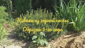 Ниваки из горной сосны, обрезка 2-го года
