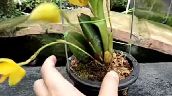 Lycaste aromatica