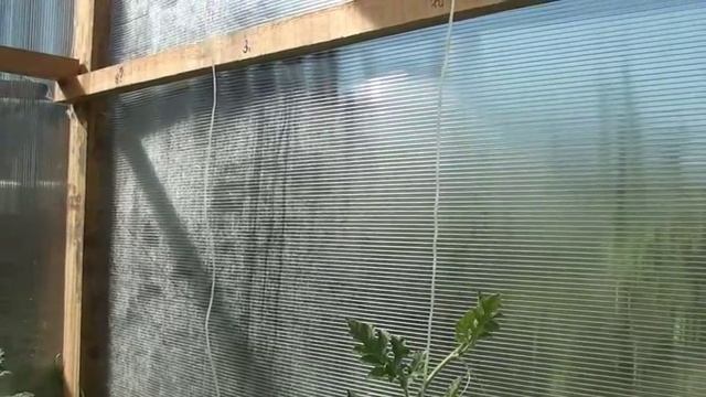 Арбузы привитые на разные тыквы начало лета смотреть онлайн