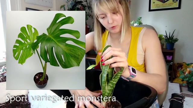 Repot With Me & Discuss Plant Marketing, Trends, Prices, Etc. (Includes Lots of Pictures) смотреть онлайн