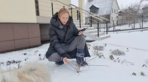 Обрезка метельчатых гортензий. Формирование формы куста. Полярный медведь, диамантино, лаймлайт