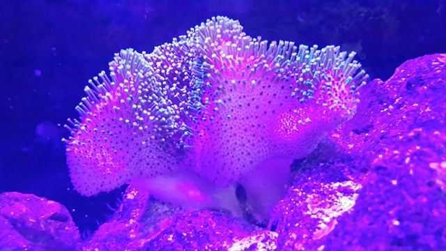 Раскрытие саркафитона Disclosure Of Sarcaphyton