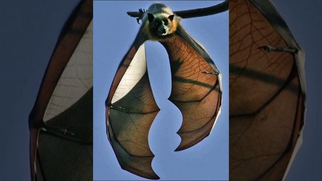Самая большая Летучая мышь Размером с человека. смотреть онлайн